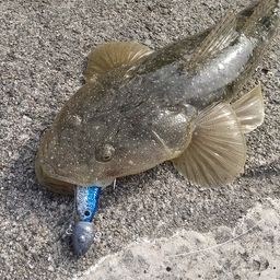 マゴチ