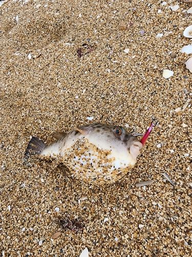 フグの釣果