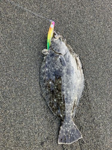 ヒラメの釣果