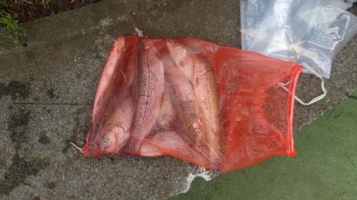 ニジマスの釣果