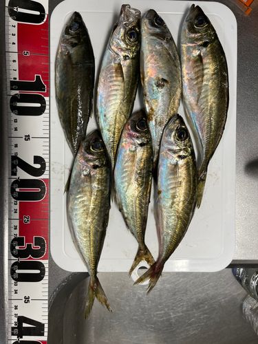 アジの釣果