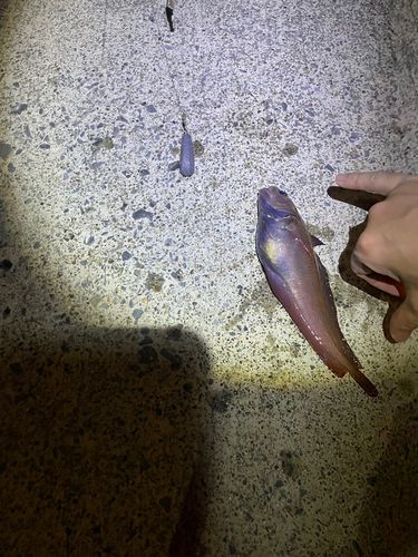 ドンコの釣果