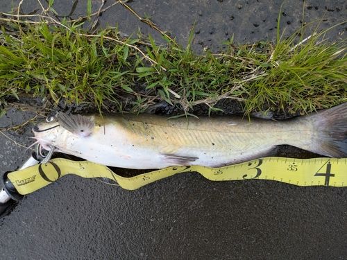 アメリカナマズの釣果