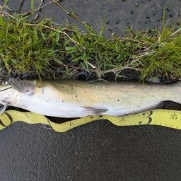 アメリカナマズ