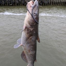 アメリカナマズ