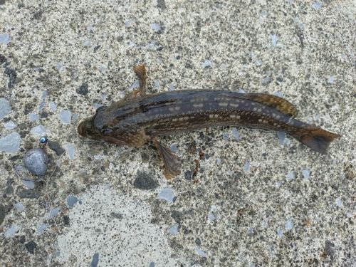 アイナメの釣果