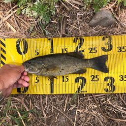 スモールマウスバス