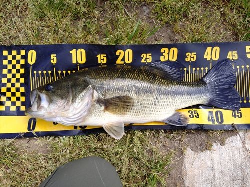 ラージマウスバスの釣果