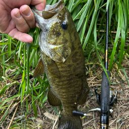 スモールマウスバス