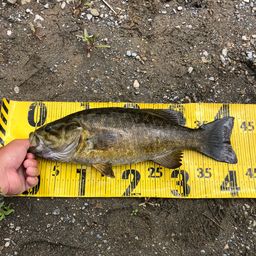 スモールマウスバス