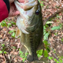 ラージマウスバス