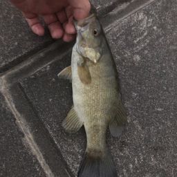 スモールマウスバス