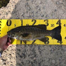 スモールマウスバス