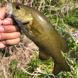 スモールマウスバス