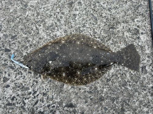 ヒラメの釣果