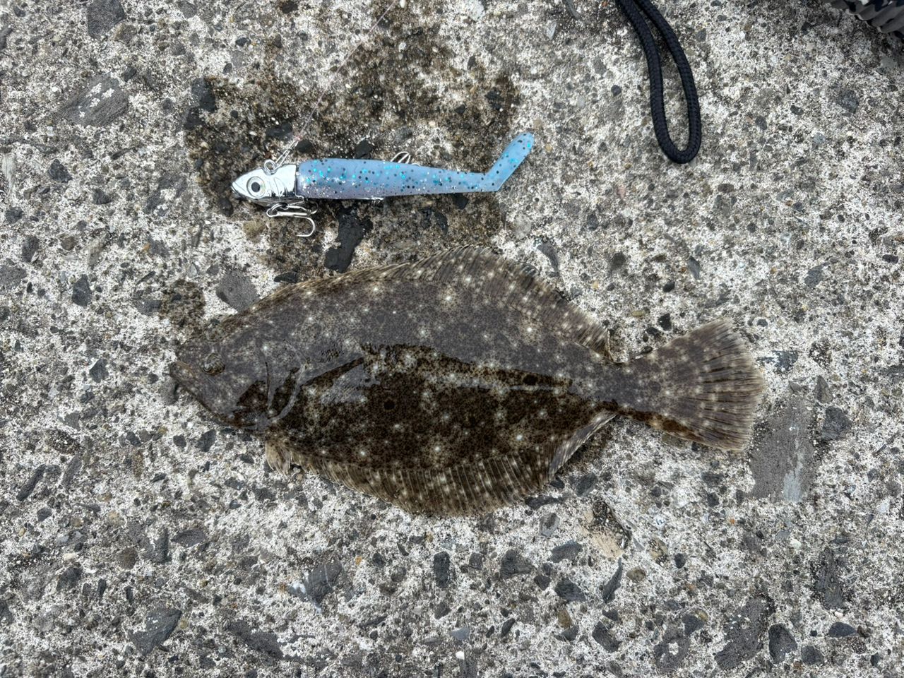 ヒラメ