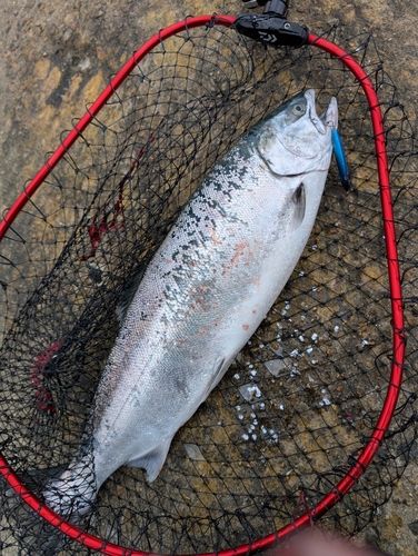 サクラマスの釣果