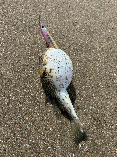 ショウサイフグの釣果