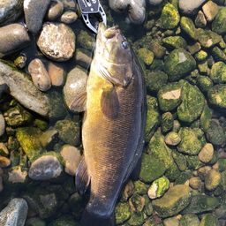 スモールマウスバス