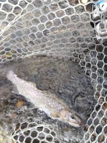 アメマスの釣果