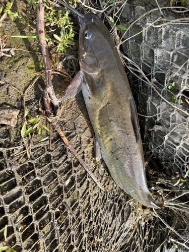 アメリカナマズの釣果