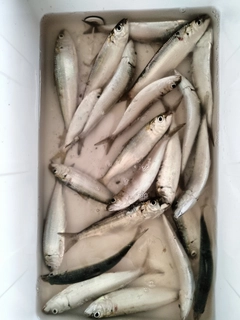 カタボシイワシの釣果