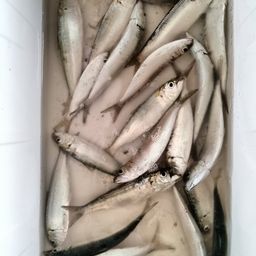 カタボシイワシ