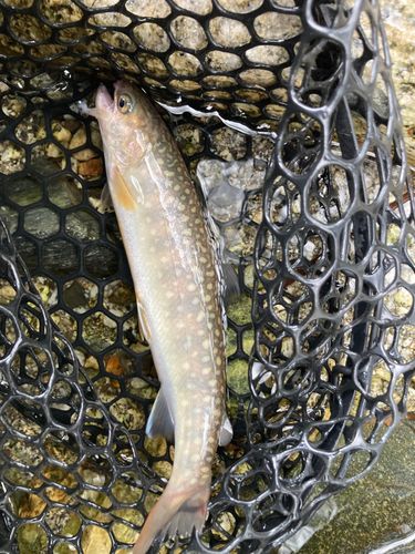 イワナの釣果