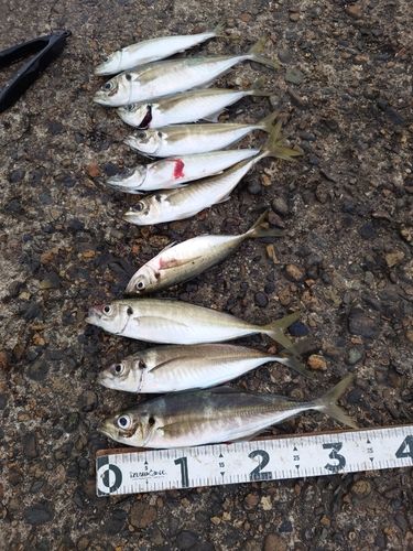 アジの釣果