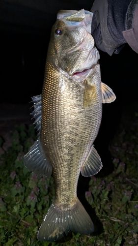 ラージマウスバスの釣果