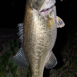 ラージマウスバス