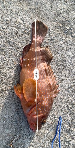 アコウの釣果