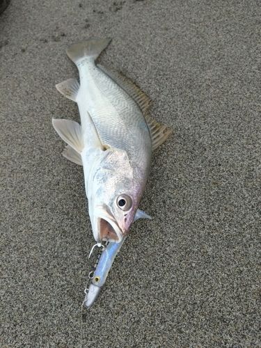 ニベの釣果