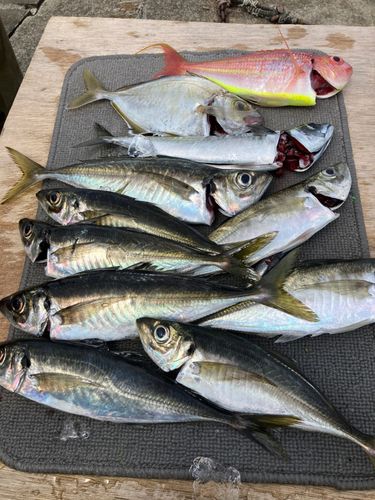 カイワリの釣果