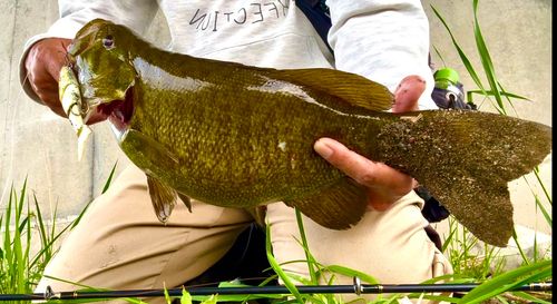 スモールマウスバスの釣果