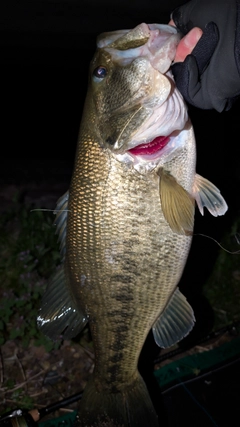 ラージマウスバスの釣果