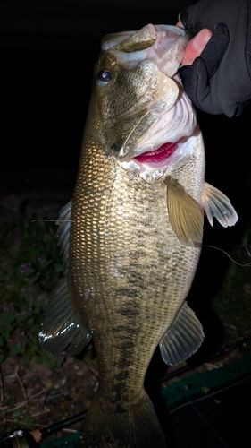 ラージマウスバスの釣果