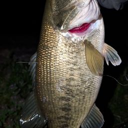 ラージマウスバス