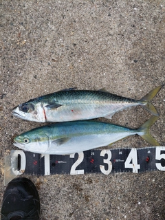 ハマチの釣果