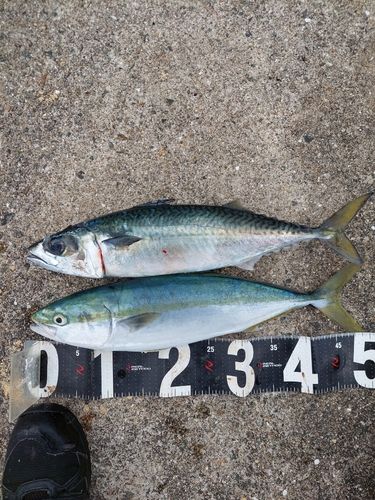 ハマチの釣果