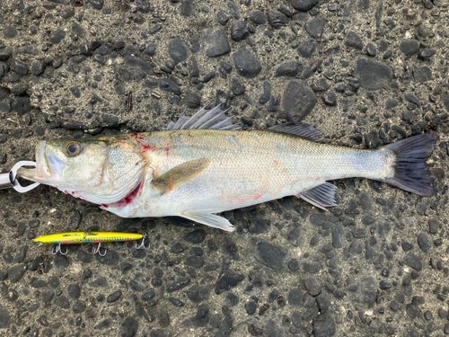 セイゴ（マルスズキ）の釣果