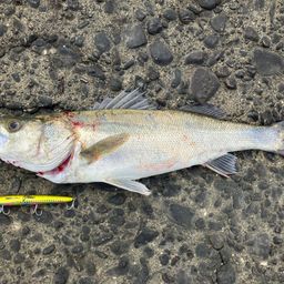 セイゴ（マルスズキ）