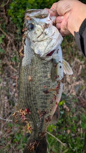 ラージマウスバスの釣果