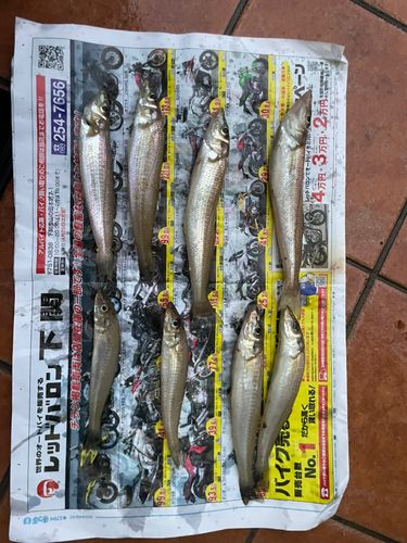 キスの釣果