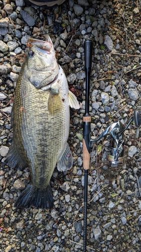 ラージマウスバスの釣果