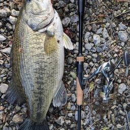 ラージマウスバス