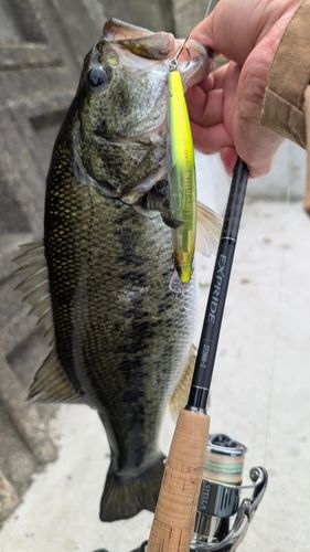 ラージマウスバスの釣果