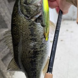 ラージマウスバス