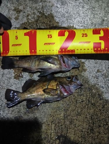 アカメバルの釣果