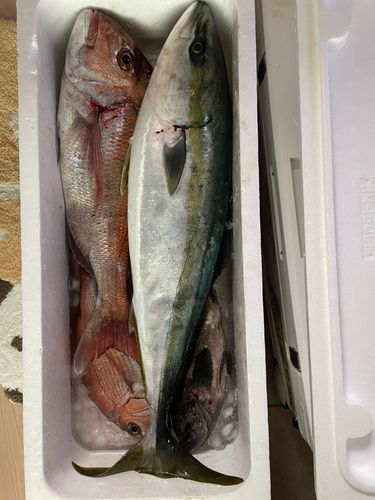 ワラサの釣果